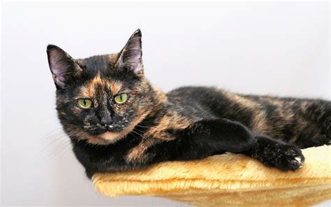 Is This A Tortoiseshell Cat Or A Calico