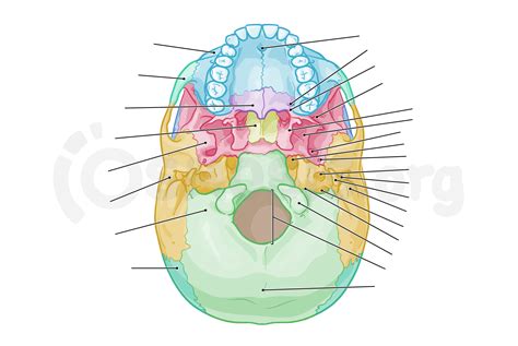 Anatomy Of The Cranial Base Osmosis