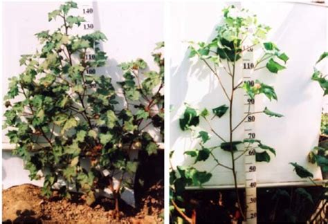 Some Examples Of Morphology Of Cotton Monosomic Plants Compared To