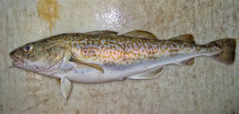 Pacific Cod Research In Alaska Noaa Fisheries