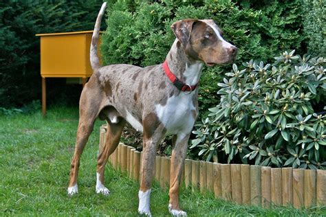 The List Of 10 American Leopard Hound Vs Catahoula Leopard Dog
