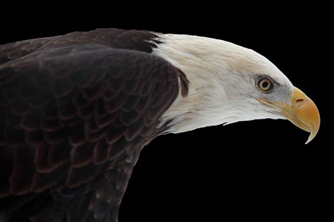 Filebald Eagle On Black West Virginia Forestwander