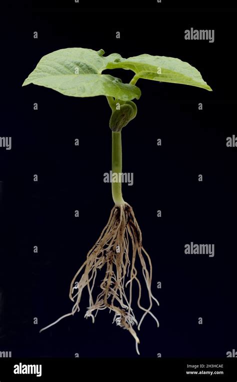 Seedling Cucumber Plant Stock Photo Alamy