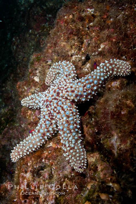 A Giant Sea Star Or Starfish On A Rocky Reef Underwater Pisaster
