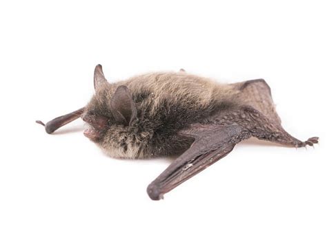 Bat Droppings Stock Photos Pictures And Royalty Free Images Istock