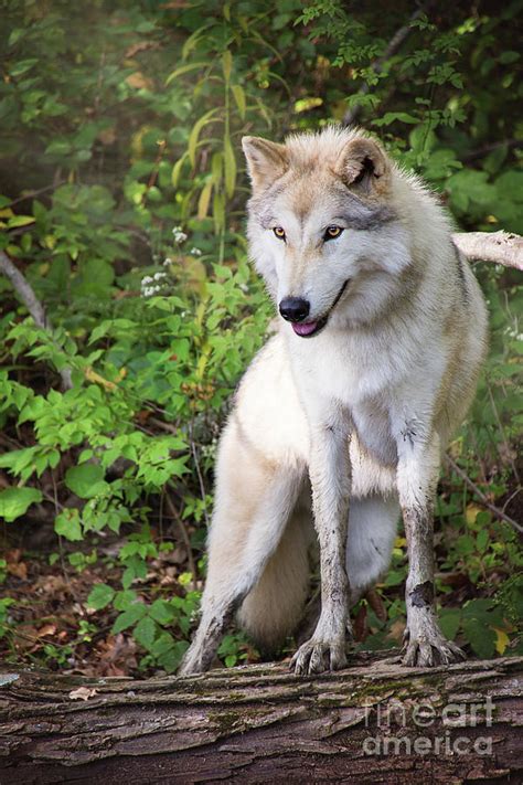 Gray Timber Wolf Photograph By Sharon Mcconnell Pixels