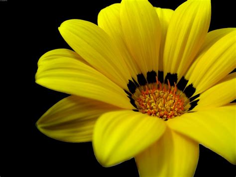 Yellow Flower Desktop Wallpaper 07428 Baltana