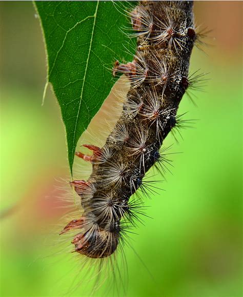 everything you need to know about gypsy moths