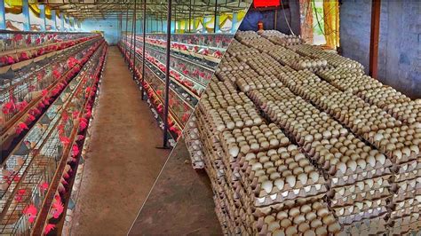 Layer Poultry Chicken Farming Layer Farming Business In India Egg
