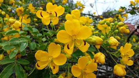 Cassia Bicapsularis Seed Pods Senna Bicapsularis Yellow Candlewood Rambling Senna Hd 02