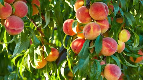 How To Grow A Peach Tree From A Pit Expert Tips Gardeningetc