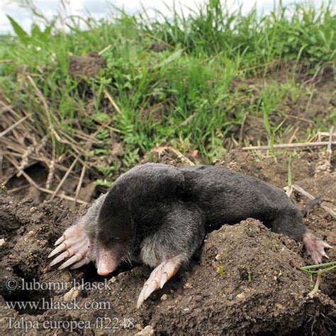 This mole lives in a tunnel system, which it constantly extends. Talpa europaea Krtek obecný Europæisk muldvarp ...
