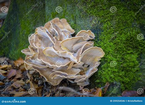 Meripilus Giganteus Is A Polypore Fungus Growing At The Base Of A Tree