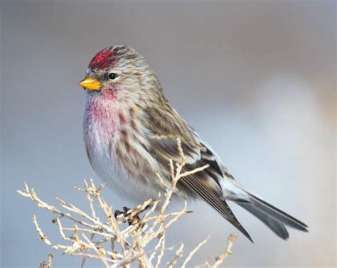 All Arizona Finches With Pictures
