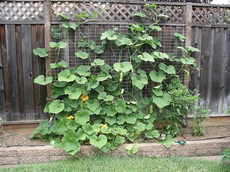 How To Grow Summer Squash On A Trellis