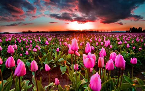 Download Wallpapers Pink Tulips Wildflowers Field Of Tulips Pink