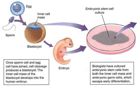 An illustration of the process of mitosis: Stem Cells - Crystalinks