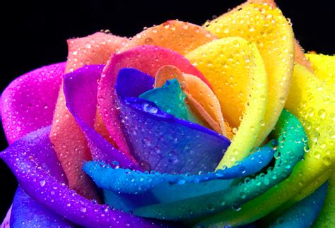 Top 30 Hình ảnh Hoa Hồng Rainbow Hoa 7 Sắc Cầu Vòng