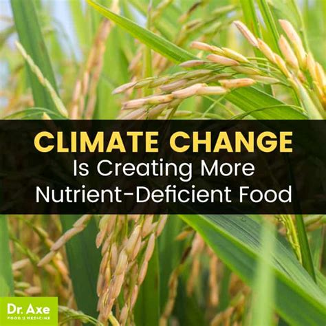 Climate Change And Nutrition Junk Food Effect Is Making Crops