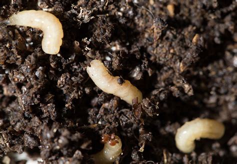 3 Ways On How To Get Rid Of Tiny White Bugs In Soil