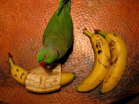 Roumenův Rouming Zábavné A Zajímavé Obrázky Banana Eater