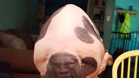 Hairless Cat Appears To Have A Human Face On Her Butt