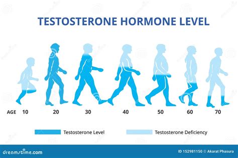 Testosterone Hormone Levels Chart Vector Stock Vector Illustration