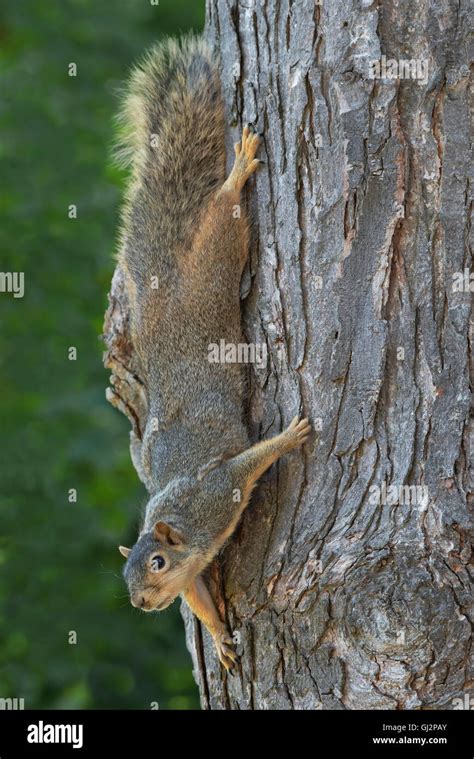 Eastern Fox Squirrel Sciurus Niger Climbing Down Tree Trunk Maple