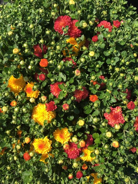 Mums For Sale Pin Oaks Farm Is Officially Open And Selling Mums