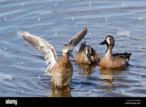 Blue Winged Teal Ducks Both Male And Femaleanas Discorsbolsa Chica