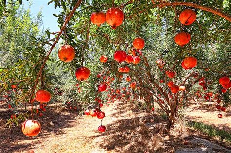 How To Grow Pomegranates From Seed Gardeners Path