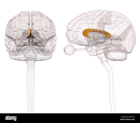 Corpus Callosum Hi Res Stock Photography And Images Alamy