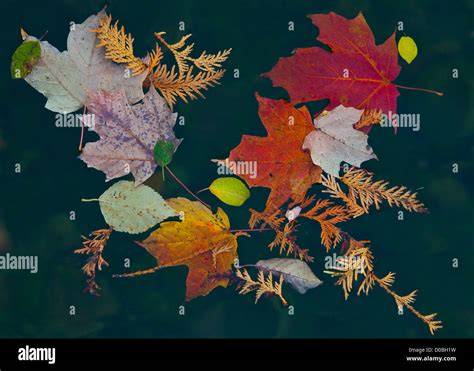 Autumn Colorl Eaves Against Dark Background Stock Photo Alamy