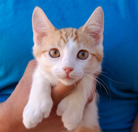 See our lists of cats waiting to be adopted click here. 25 rescued kittens ready for adoption this morning!