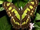 Beautiful Butterflies - Butterflies Wallpaper (9481956) - Fanpop