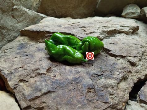 Jigsaw Gator Pepper Bounty Hunter Seeds Rare Pepper Seeds