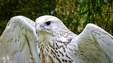 White Falcon The Long Experience Flickr