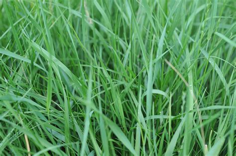 A Tour Of Some Wild Grass Grasspunk