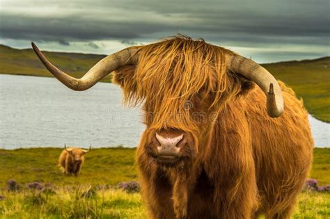 Highland Cattle With Long Horns In Scenic Landscape With Lake In