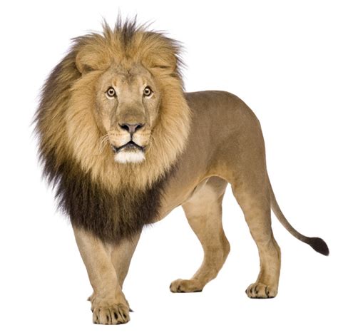 An interesting fact about food lion is that it made an attempt to establish international presence by opening a shop in bangkok, thailand. What is a lion? A lion is usually thought of as the ...