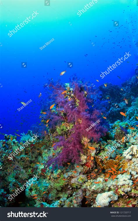 Marine Life Red Sea Stock Photo 121720717 Shutterstock