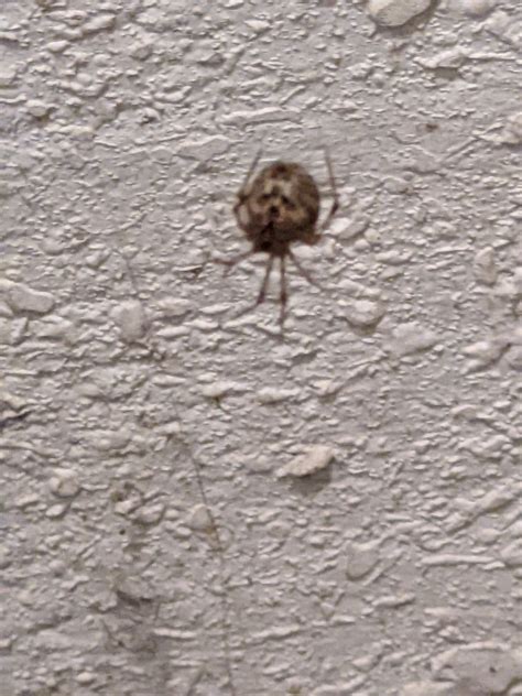 Unidentified Spider In Kansas United States