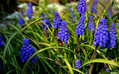 1920x1080 1920x1080 blue flowers nature macro muscari coolwallpapers me