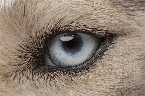 Dogs don't see color the way we do. Dog Vision: Can Dogs See Color Or In The Dark? - Dogtime