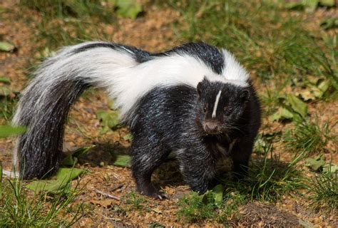 All About Striped Skunks Welcome Wildlife