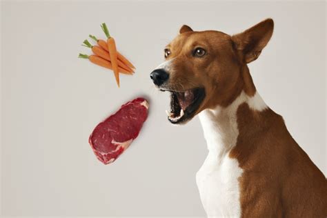 Are Dogs Omnivores Or Carnivores
