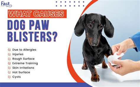 Blister On Dogs Paws Causes And Treatment Fast Esa Letter
