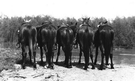 Vintage Horses Photograph By Eunice Parker
