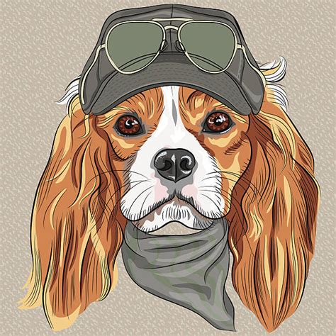 Top 60 Cavalier King Charles Spaniel Clip Art Vector Graphics And