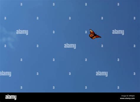 Butterfly Flying Sky Hi Res Stock Photography And Images Alamy